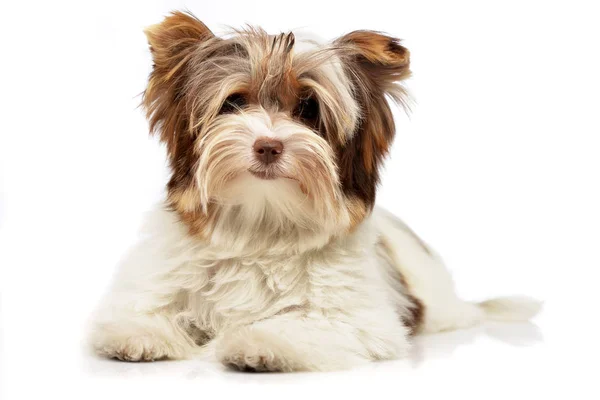 Strzał Studio Cute Puppy Biewer Yorkshire Terrier Leżącego Białym Tle — Zdjęcie stockowe