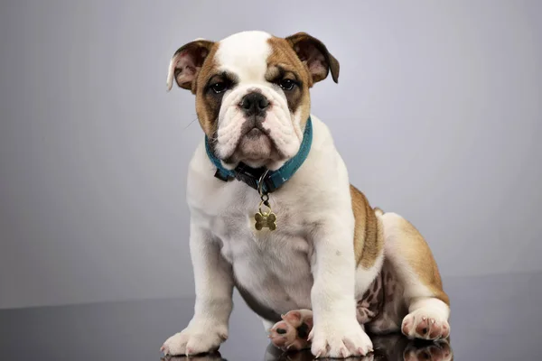 Studio Shot Adorable English Bulldog Puppy Sitting Grey Background — Stock Photo, Image