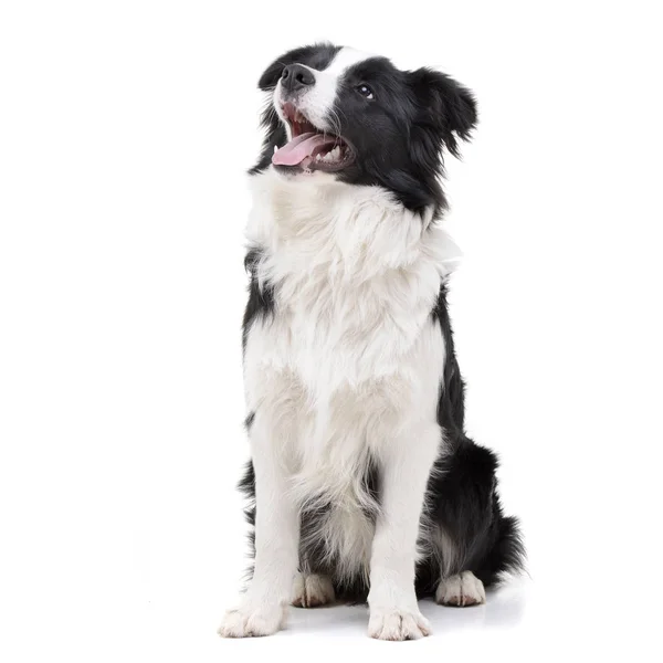 Studio Shot Van Een Schattig Bordercollie Zittend Witte Achtergrond — Stockfoto