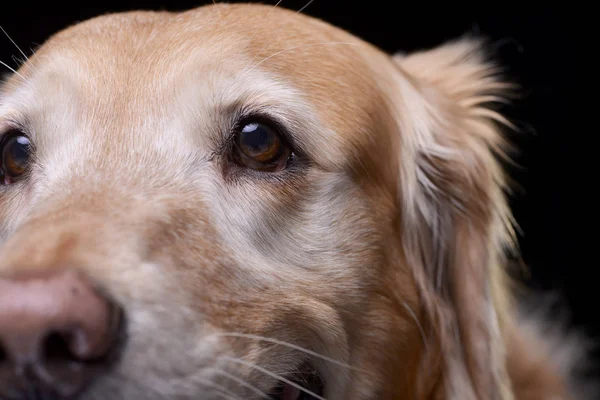 Nauwe Portret Van Een Schattig Golden Retriever Geïsoleerd Zwarte Achtergrond — Stockfoto