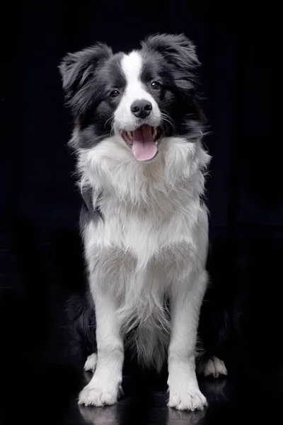 Strzał Studio Urocza Border Collie Siedząc Czarnym Tle — Zdjęcie stockowe