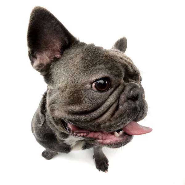 Vidvinkel Skott Bedårande Franska Bulldog Studio Skott Isolerad Vit — Stockfoto