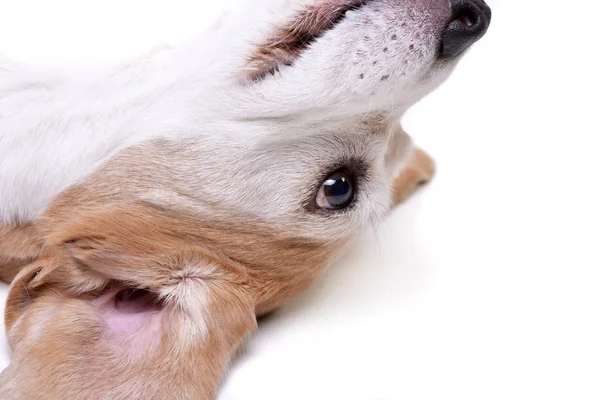 Porträt Eines Entzückenden Beagle Isoliert Auf Weißem Hintergrund — Stockfoto