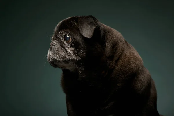 Retrato Adorable Mops Pug Plano Estudio Aislado Verde —  Fotos de Stock