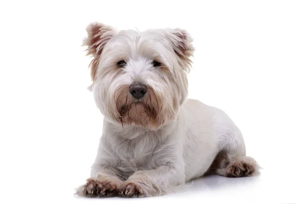 Strzał Studio Urocza West Highland White Terrier Leżącego Białym Tle — Zdjęcie stockowe