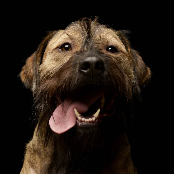 Retrato Adorable Perro Raza Mixta Con Lengua Colgante Plano Estudio — Foto de Stock