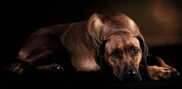 Güzel Rodezya ridgeback karanlık fotoğraf stüdyosu