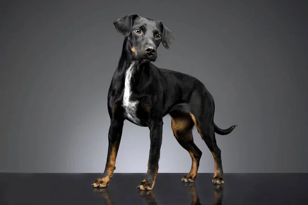 Gri Arka Plan Üzerinde Bir Çok Güzel Karışık Doğurmak Köpek — Stok fotoğraf