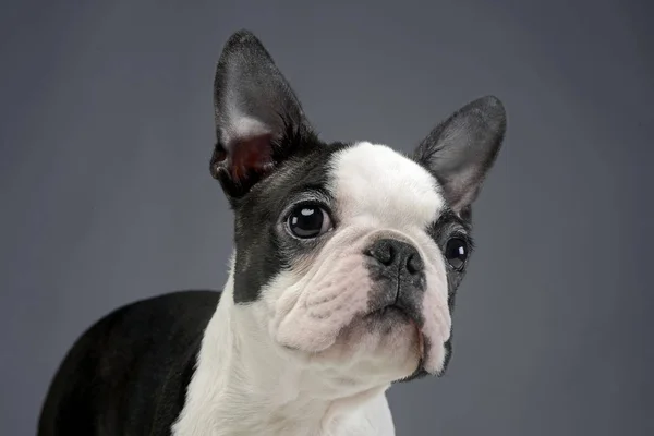 Puppy Boston Terrier Portrait Grey Photo Studio — Stock Photo, Image