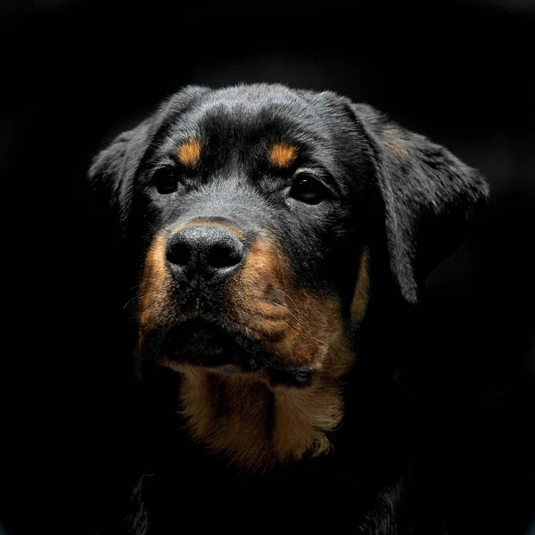 Rottweiler Porträt Schwarzen Fotostudio — Stockfoto