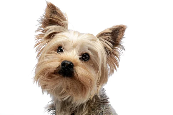 Sevimli Yorkshire Terrier Portre Beyaz Studio — Stok fotoğraf