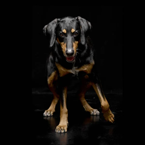 Студійний Знімок Чарівної Змішаної Собаки Стоїть Чорному Тлі — стокове фото