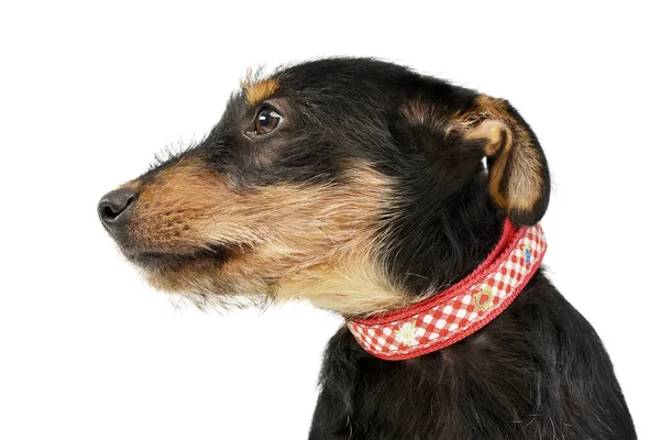 Retrato Cão Raça Mista Adorável Tiro Estúdio Isolado Branco — Fotografia de Stock