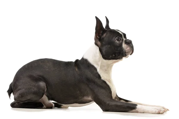 Studio Skott Bedårande Boston Terrier Liggande Vit Bakgrund — Stockfoto