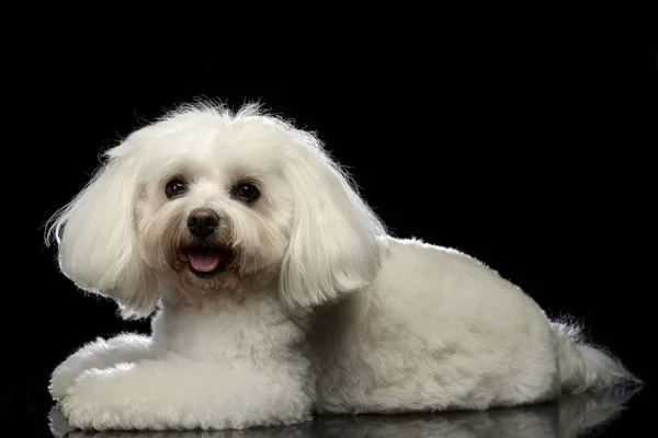 Studio Girato Simpatico Cane Bolognese Sdraiato Sfondo Nero — Foto Stock