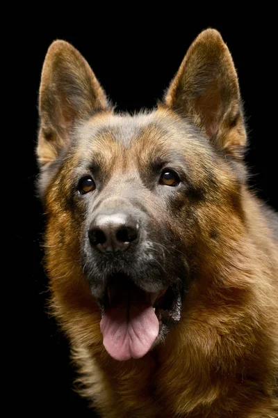 Porträt Eines Entzückenden Schäferhundes Isoliert Auf Schwarzem Hintergrund — Stockfoto