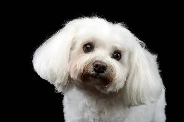 Portrait Cute Bolognese Dog Studio Shot Isolated Black Stock Photo