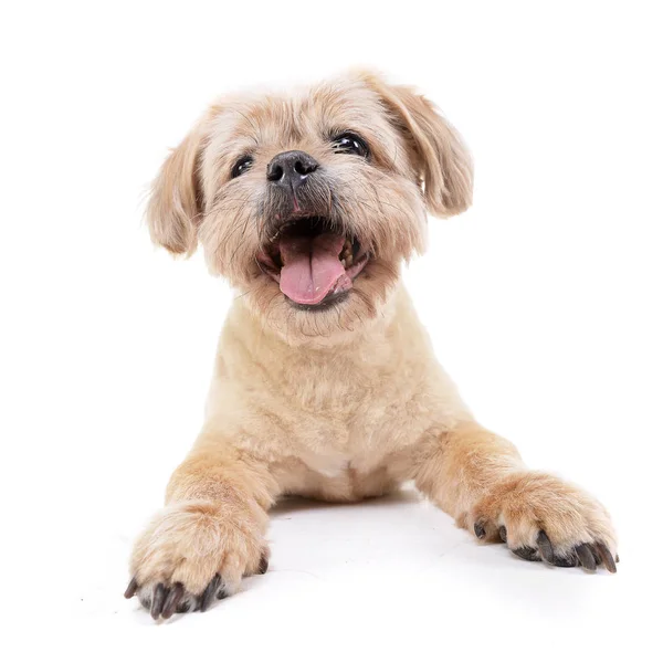 Studio Shot Adorable Chow Chow Lying White Background Royalty Free Stock Photos