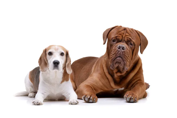 Studio Shot Adorable Dogue Bordeaux Beagle Lying White Background Royalty Free Stock Photos