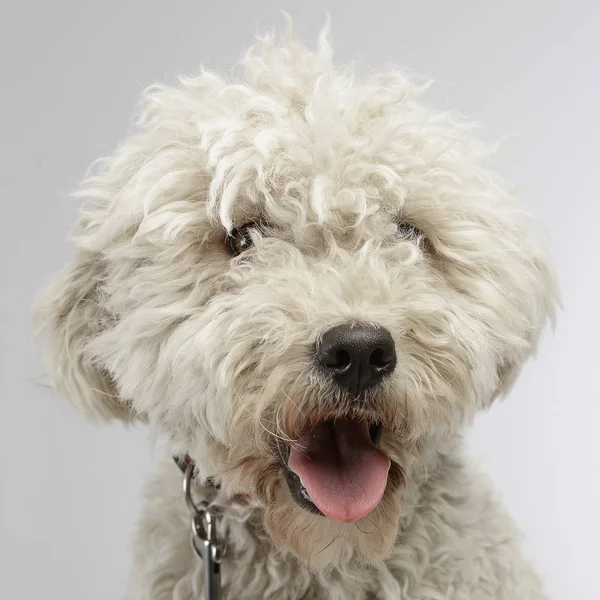 Puppy White Puli Photo Studio Stock Photo