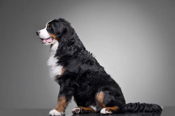 Studio Shot Adorable Bernese Mountain Dog Sitting Grey Background — Stock Photo, Image