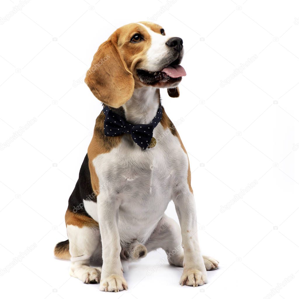 Studio shot of an adorable Beagle sitting on white background.