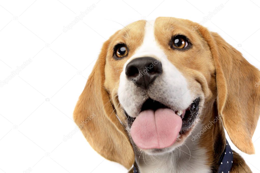 Portrait of an adorable Beagle - studio shot, isolated on white.