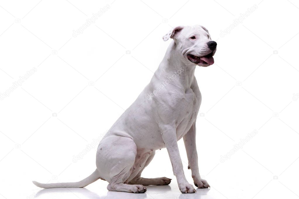 Studio shot of an adorable Dogo Argentino sitting on white background.