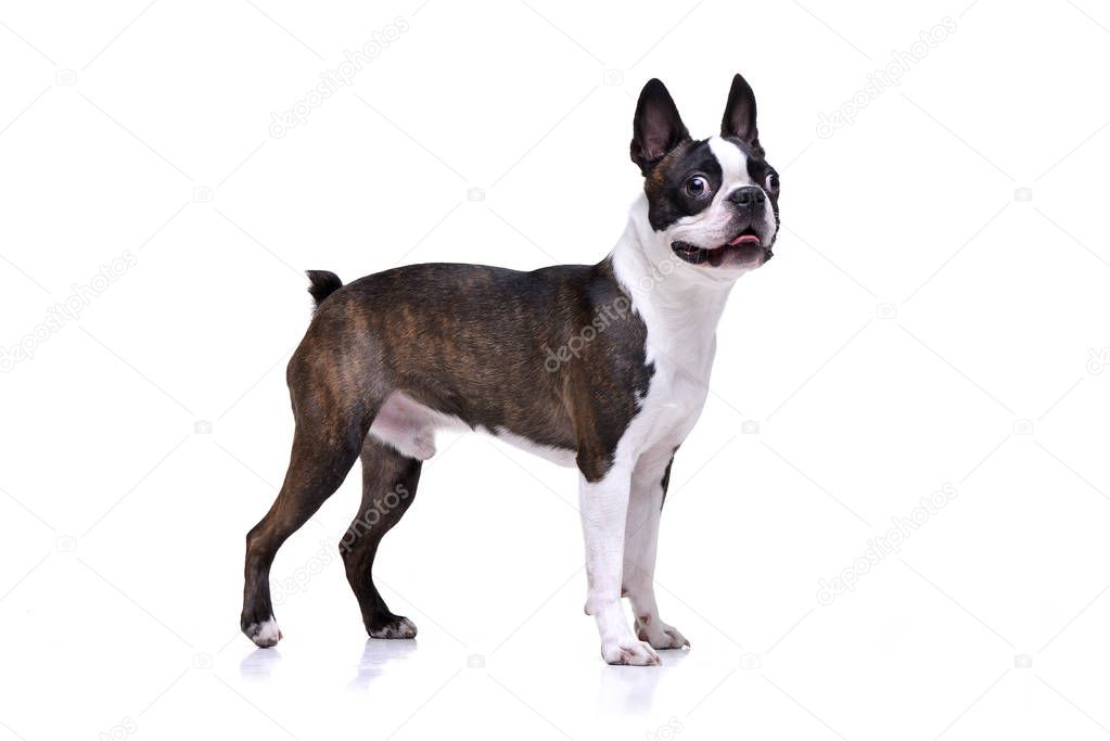 Studio shot of an adorable Boston Terrier standing on white background.