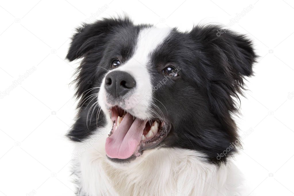 Portrait of an adorable Border Collie - isolated on white background.