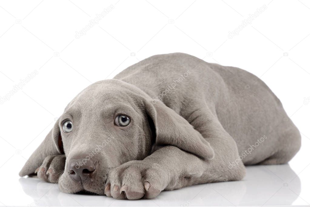 Studio shot of a cute Weimaraner puppy lying on white background.