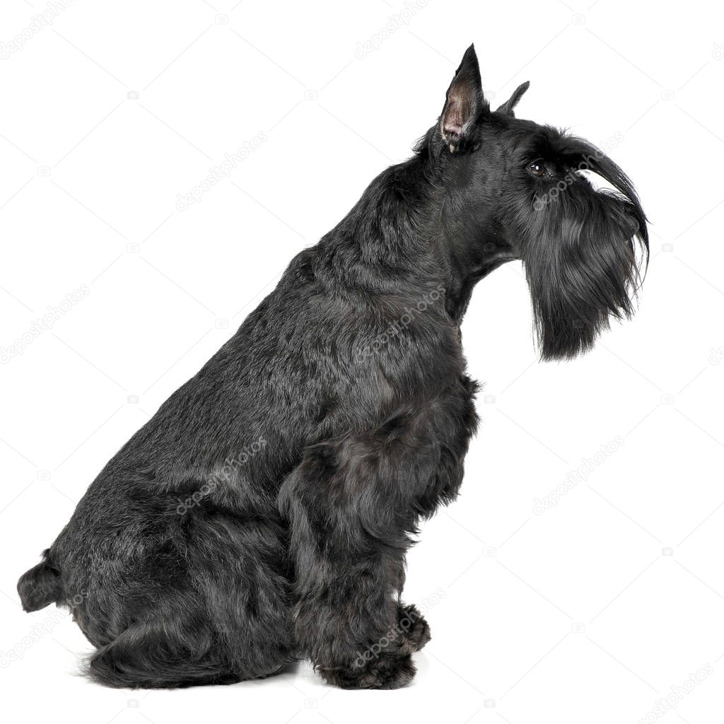 Miniature Schnauzer sitting sideways in a white photo studio