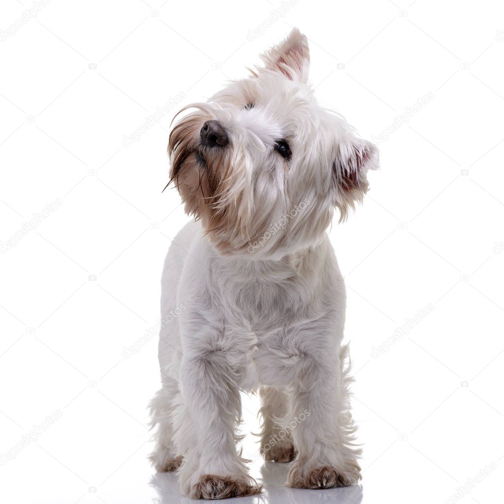 Studio shot of an adorable West Highland White Terrier standing on white background.