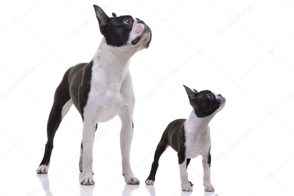 Studio shot of two adorable Boston Terrier standing on white background.