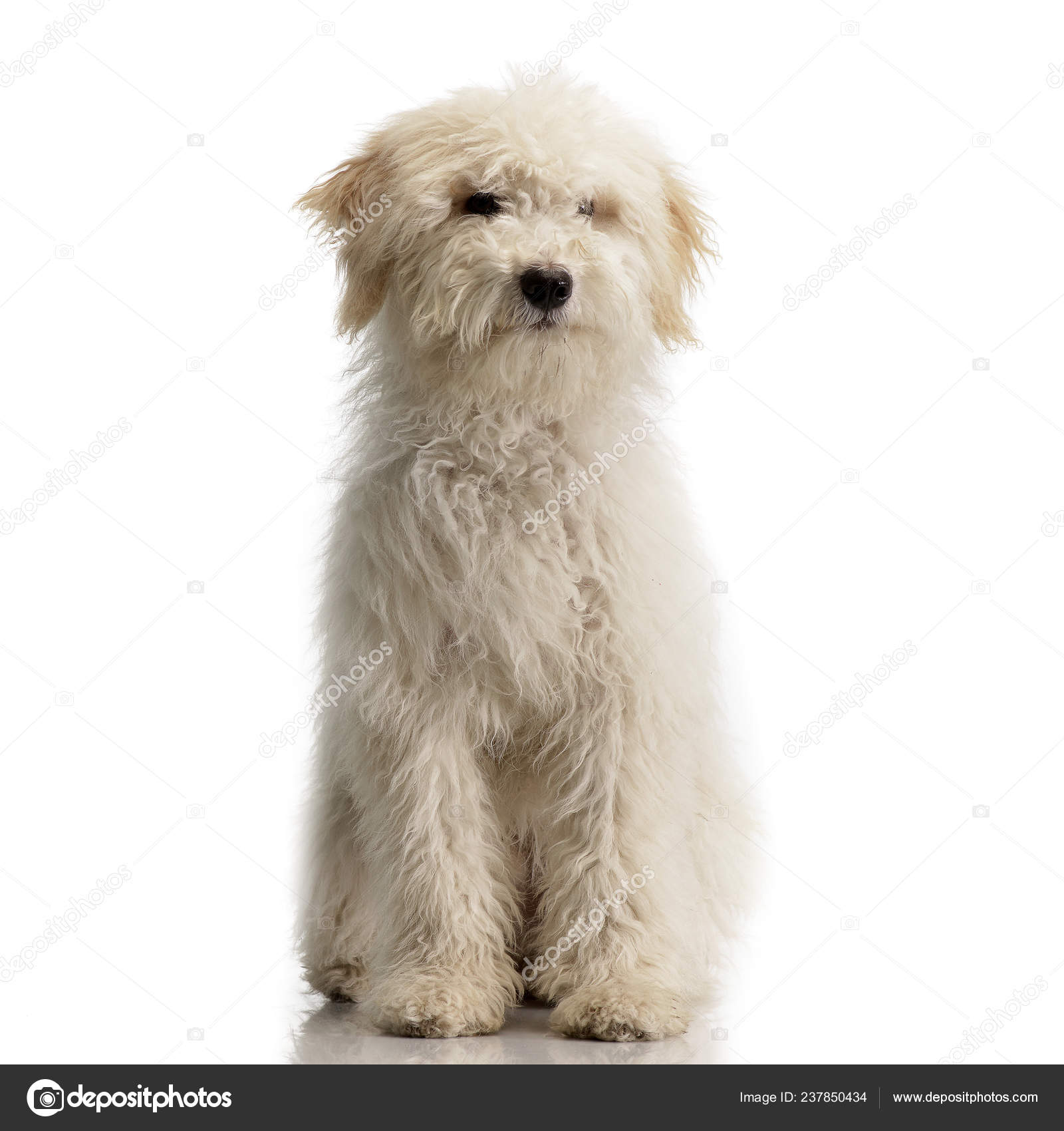 White hotsell tibetan terrier