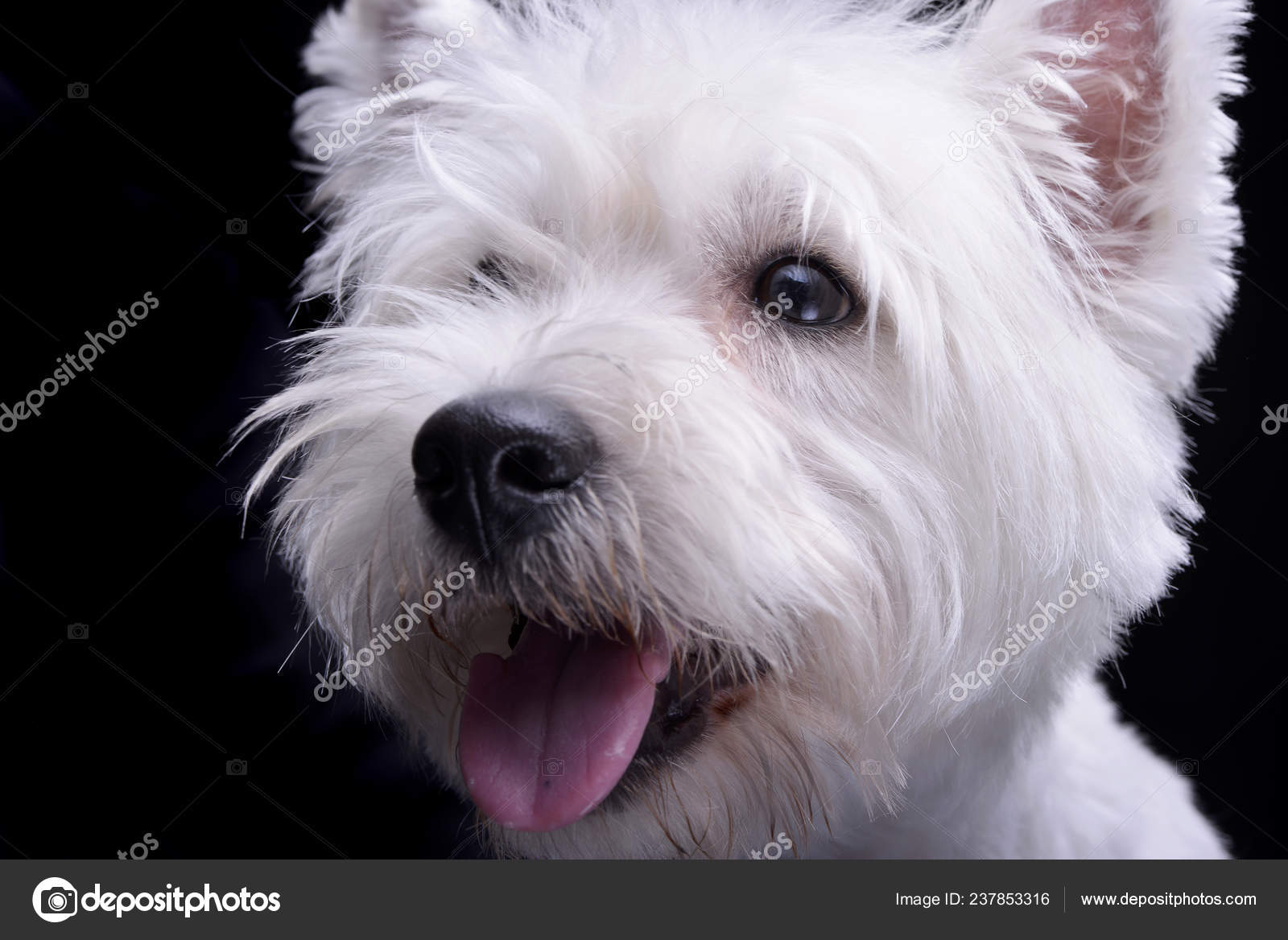west highland white terrier black