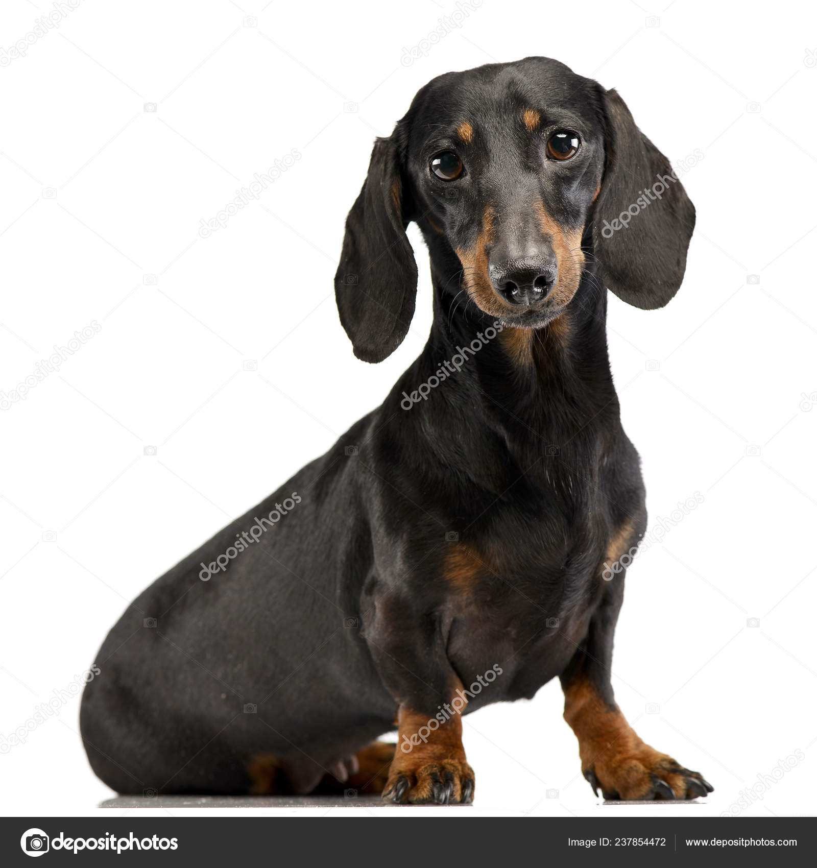 Dachshund sitting sale