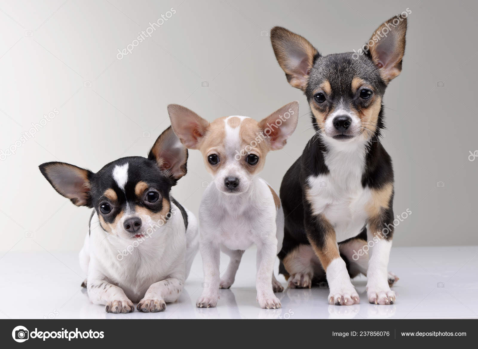 Studio Shot Three Adorable Chihuahua Isolated Grey Background
