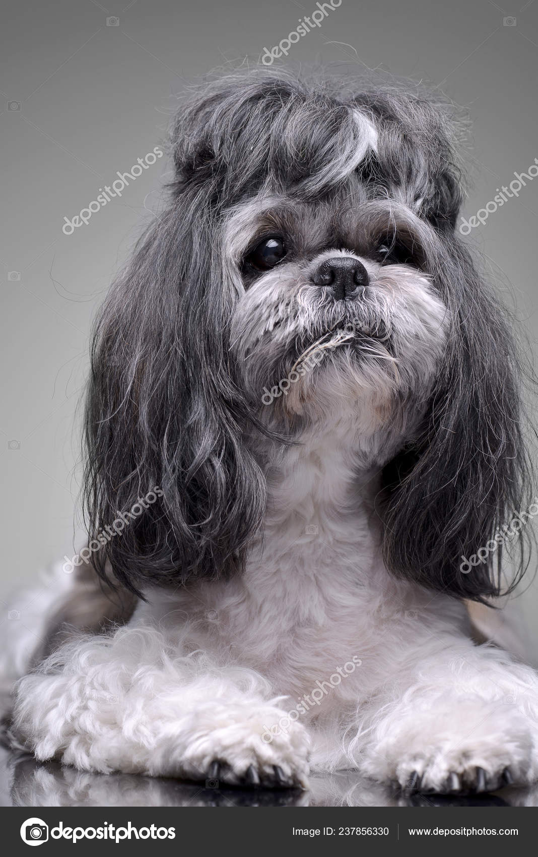 Long Hair Shih Tzu White And Grey Studio Shot Adorable Shih Tzu
