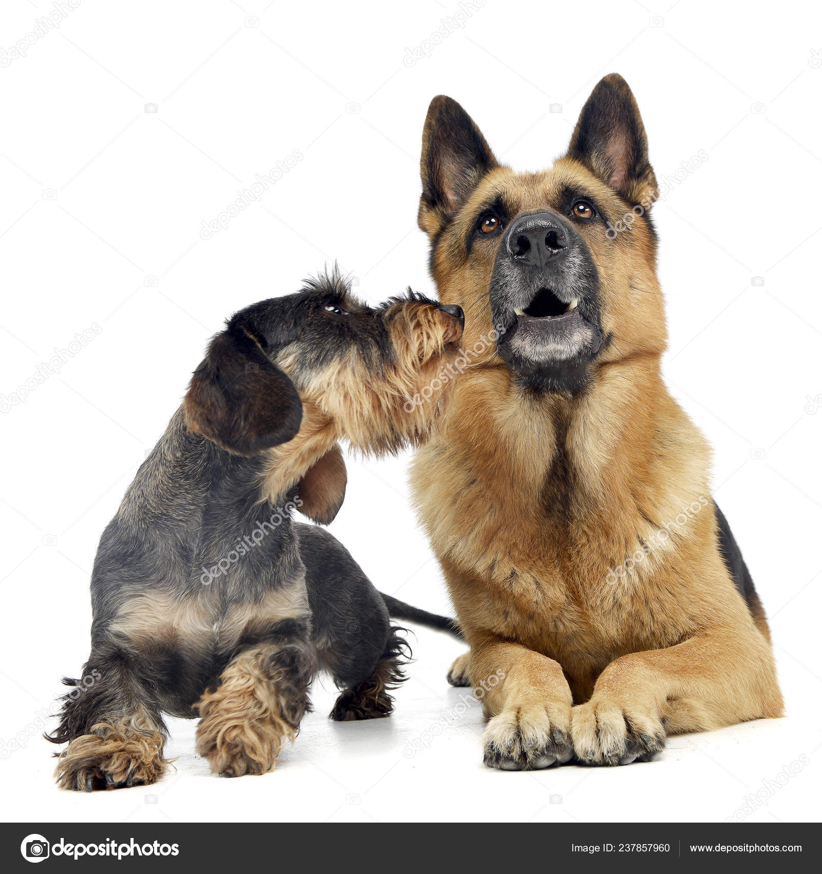 Studio Shot Adorable Wire Haired Dachshund German Shepherd Lying