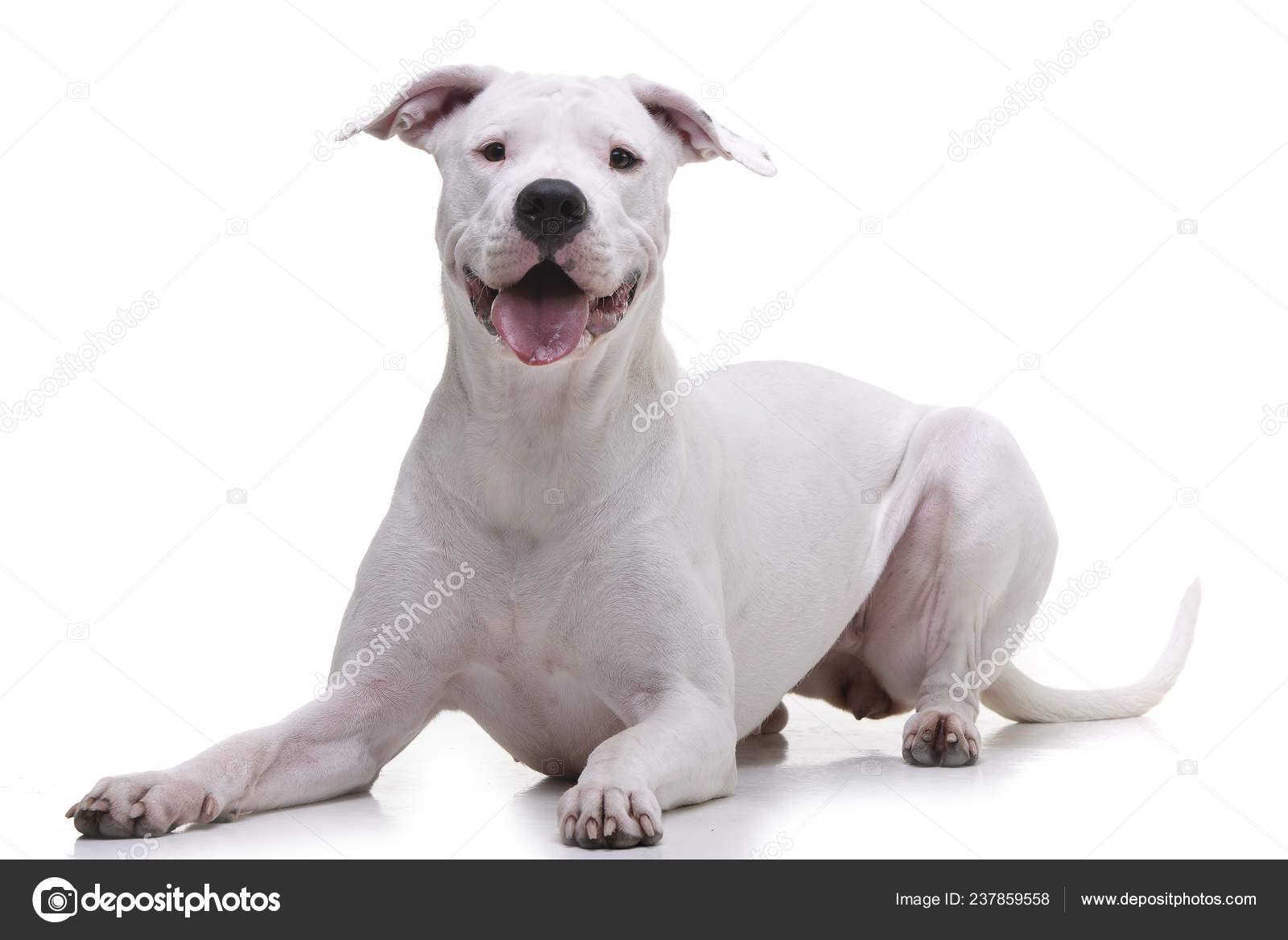 Close-up Of An American Bulldog In Front Of A White