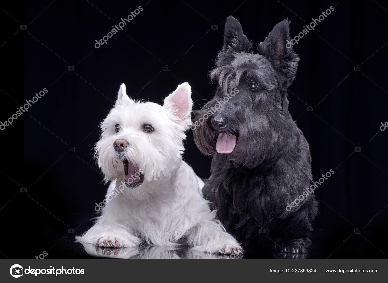 west terrier black