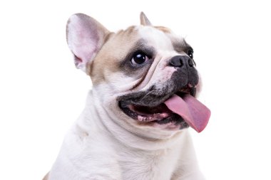 Çok güzel bir Fransız buldozer - atış, stüdyo portresi üzerine beyaz izole.