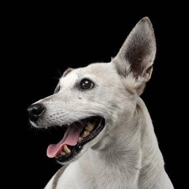 Karışık doğurmak komik kulakları köpek portre karanlık fotoğraf stüdyosu