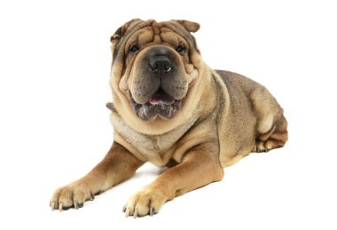 Çok güzel shar pei zevk studio fotoğraf çekimi