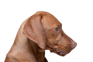 Beyaz arka plan üzerinde izole bir Macar sevimli vizsla (magyar vizsla) - portresi.