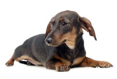 Dachshund beyaz izole arka planda