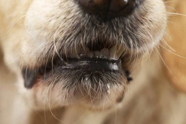 Bir karışık cins köpeğin ağız yakın stüdyo çekim.