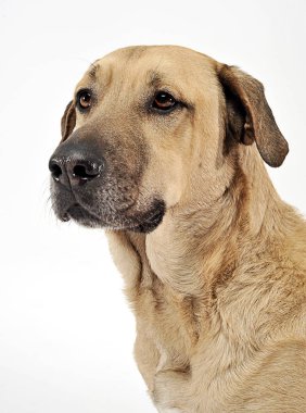 karışık doğurmak kahverengi köpek portre beyaz artalan Studio