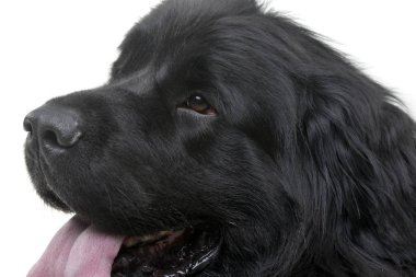 Çok güzel bir Newfoundland köpek - beyaz arka plan üzerinde izole portresi.